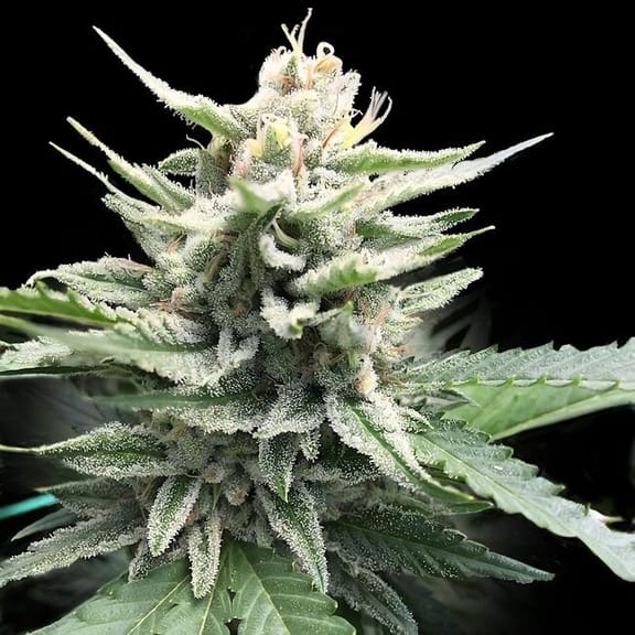 Honey Banana S1 Feminised Seeds-DNA-HOBAS1-FEM