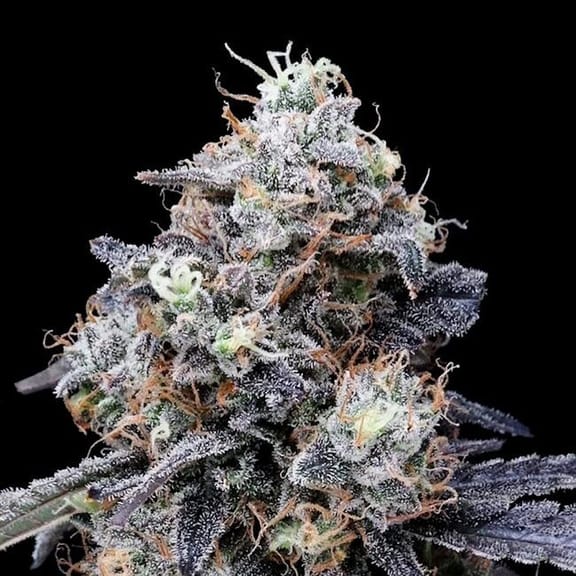 MacMelon Auto Feminised Seeds-DNA-MACME-AUTO-FEM