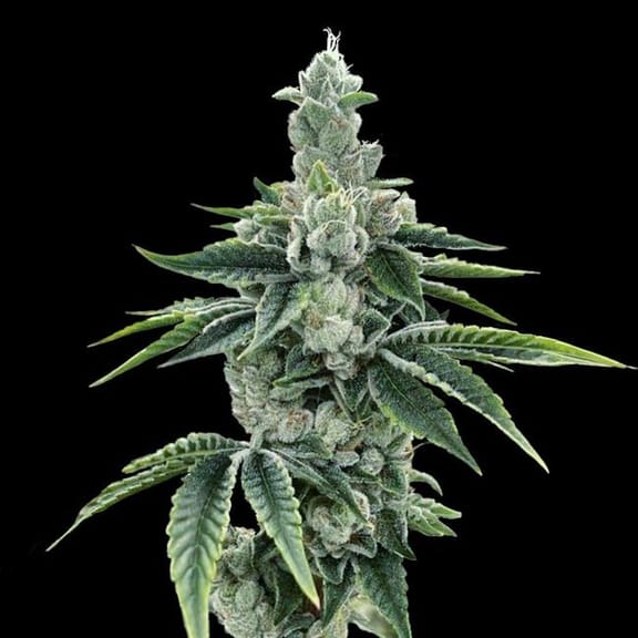 Recon 2.0 Feminised Seeds-DNA-REC2-FEM