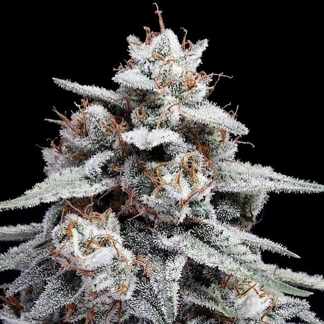 Skywalker Kush Auto Feminised Seeds-DNA-SKYWK-AUTO-FEM