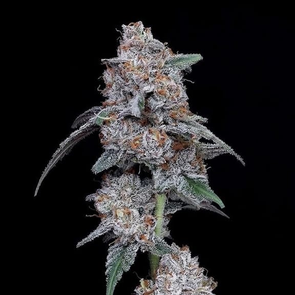 The Big Mac Auto Feminised Seeds-DNA-TBM-AUTO-FEM
