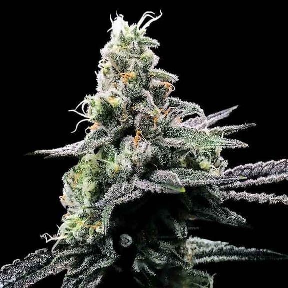 Purple Chocolope Feminised Seeds-DNA-PUCH-FEM