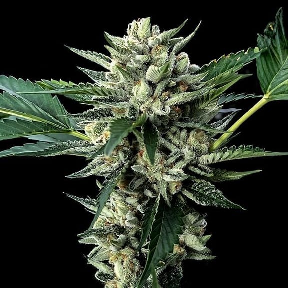 Sour Garlic x Honey Banana Feminised Seeds-DNA-SGHB-FEM