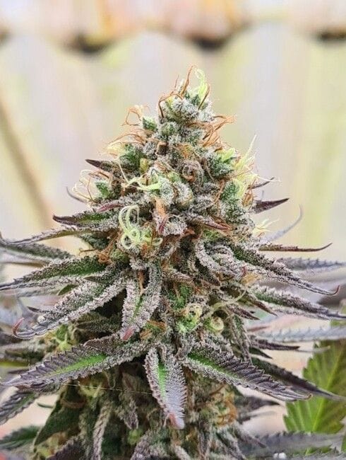 Gorilla Super Glue Feminised Seeds-SSSC-GSGL-FEM