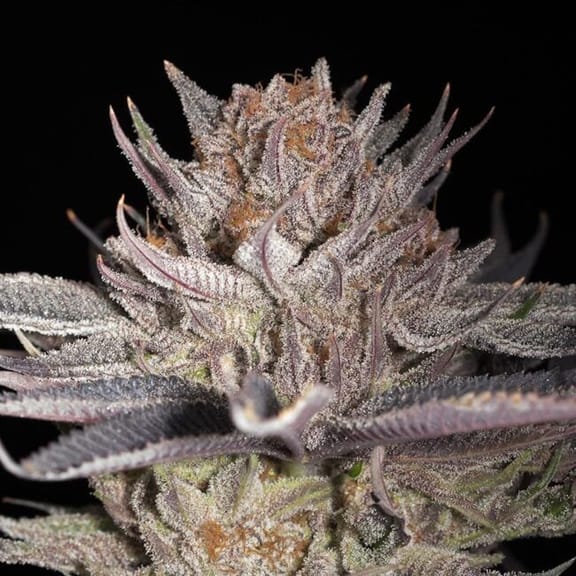 Lemon Tree 2.0 Feminised Seeds-SIL-LTREE2-FEM
