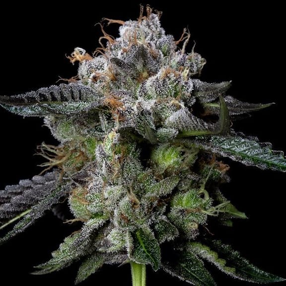 Four Prophets Feminised Seeds-DNA-FOUPR-FEM