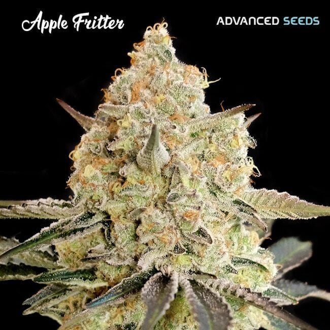 Apple Fritter Feminised Seeds-ADV-APF-FEM