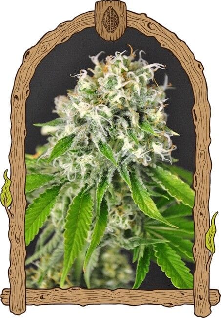 Exotic Runtz Feminised Seeds-EXO-EXORUN-FEM