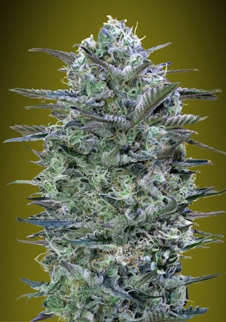 Critical Lemon Feminised Seeds-ADV-CRL-FEM