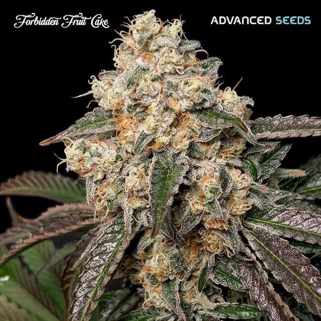 Forbidden Fruit Cake Feminised Seeds-ADV-FFC-FEM