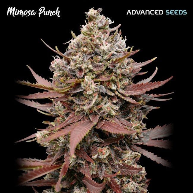 Mimosa Punch Feminised Seeds-ADV-MIMP-FEM