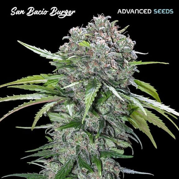 San Bacio Burger Feminised Seeds-ADV-SBB-FEM