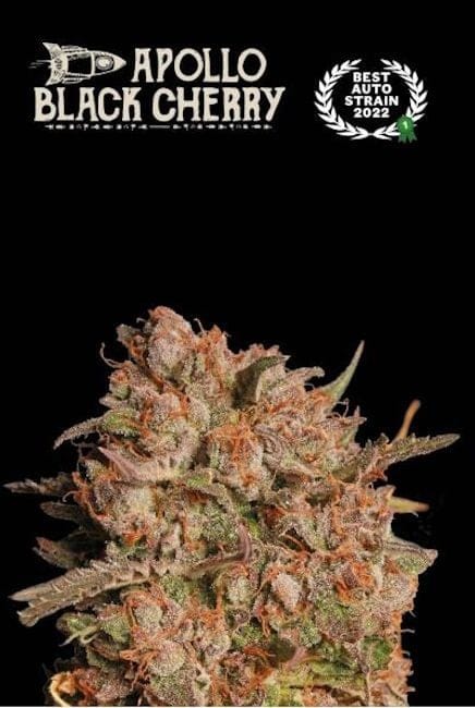 Apollo Black Cherry Auto Feminised Seeds-SEST-APBC-AUTO-FEM