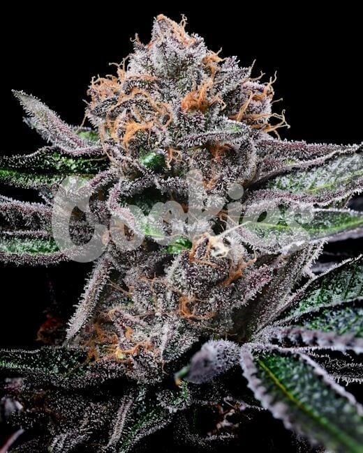 Candy Candy Feminised Seeds-COOK-CACA-FEM