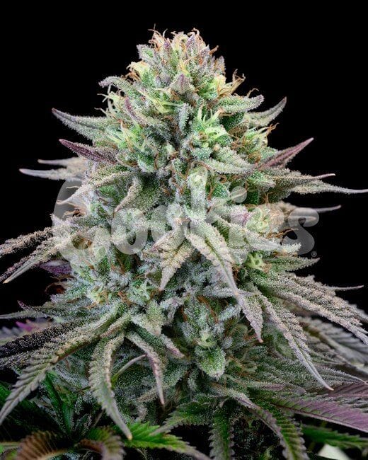 Cherry Cooks Feminised Seeds-COOK-CHCO-FEM
