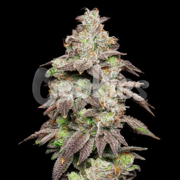 Fried Banana Feminised Seeds-COOK-FRBA-FEM