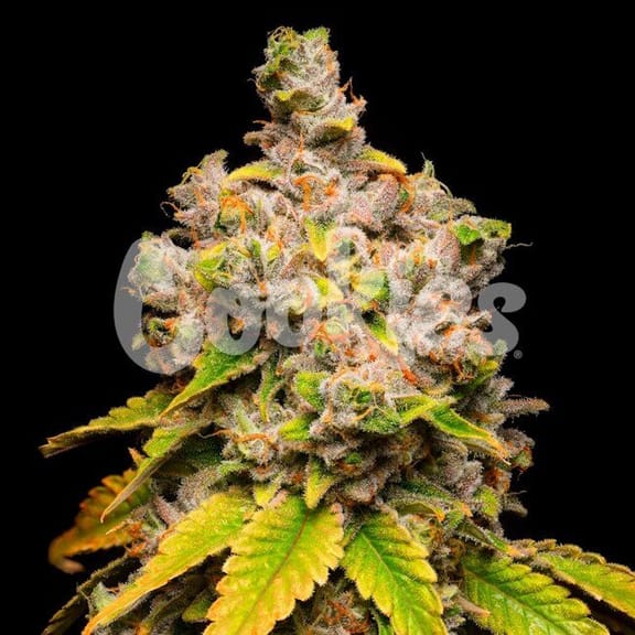Lemon Cherry Sherb Feminised Seeds-COOK-LECS-FEM