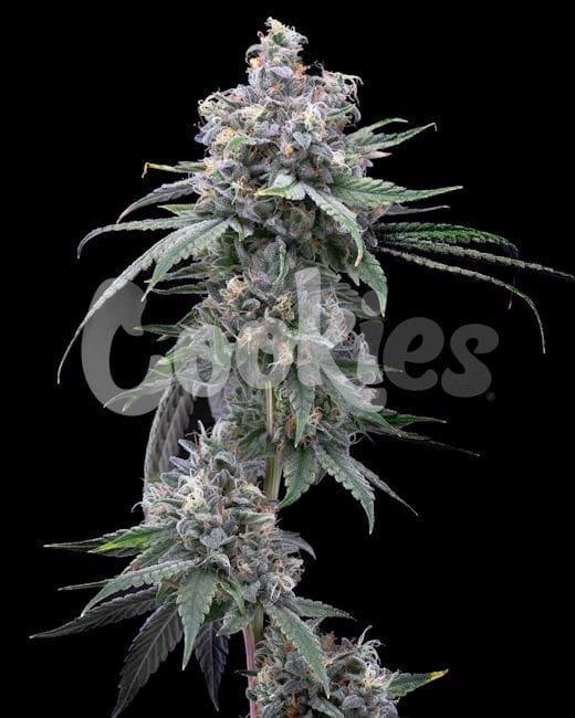 Pie Piss Feminised Seeds-COOK-PIPI-FEM