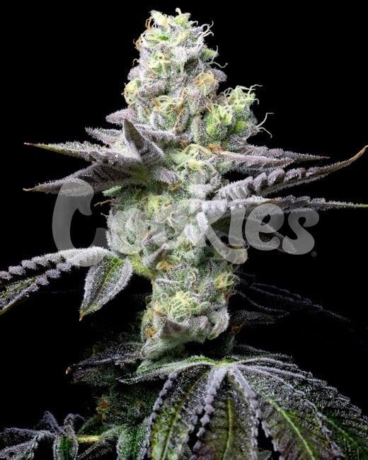 Wet Wet Feminised Seeds-COOK-WEWE-FEM