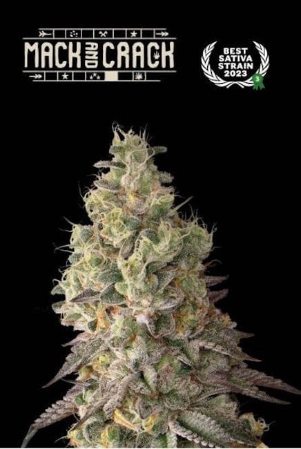 Mack & Crack Auto Feminised Seeds-SEST-MACR-AUTO-FEM