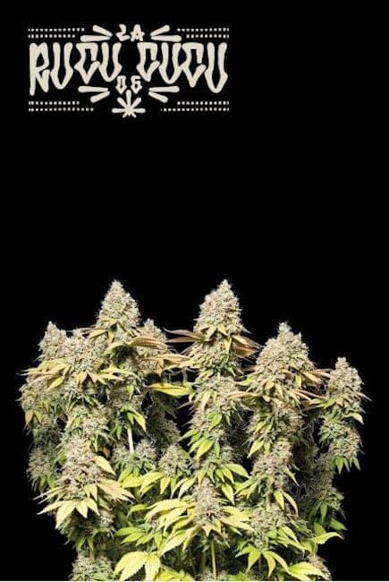 Rucu Cucu OG Auto Feminised Seeds-SEST-RUCU-AUTO-FEM