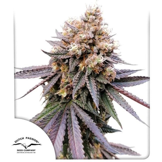 GMO FAST Feminized Seeds-DP-GMO-FAST-FEM