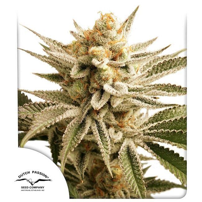 ☆lemon☆ Lemon Z Feminised Seeds | Dutch Passion Seeds | Seedsman