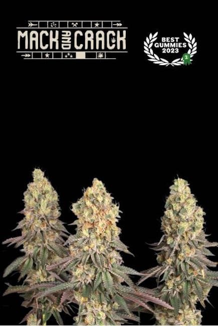 Mack & Crack Feminised Seeds-SEST-MACR-FEM