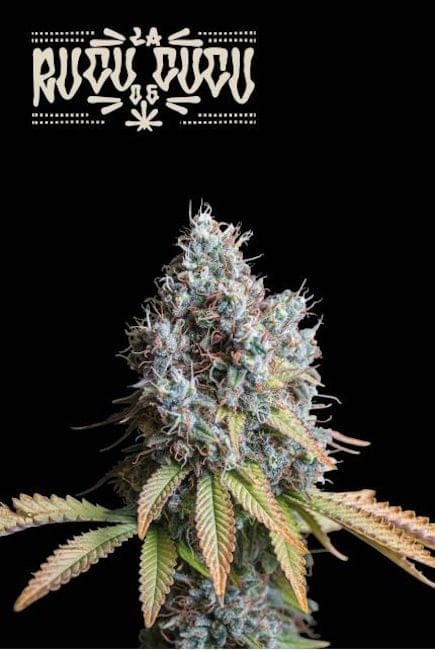 Rucu Cucu OG Feminised Seeds-SEST-RUCU-FEM