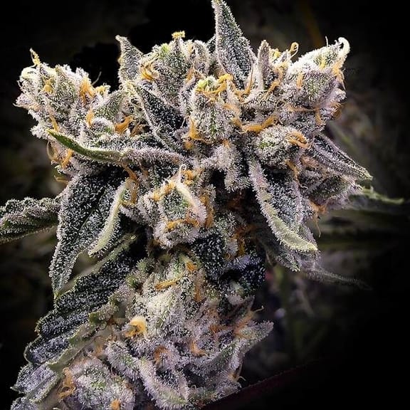 Bruised Bananas Feminised Seeds-DNA-BRB-FEM