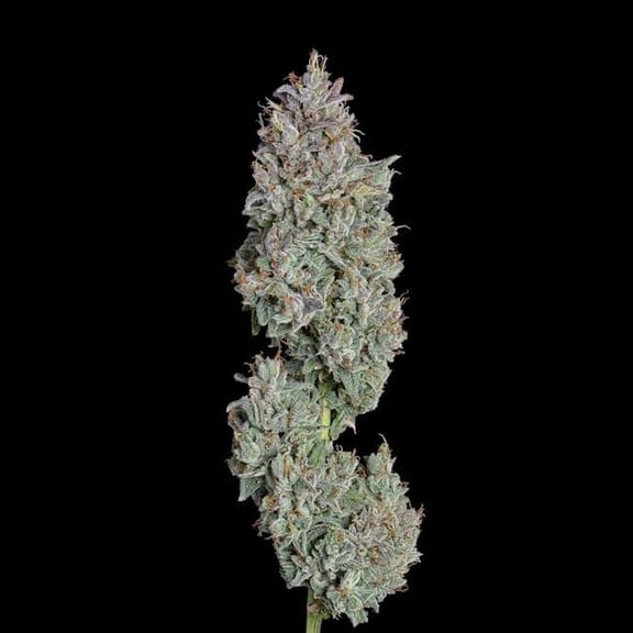 Easy Button Auto Feminised Seeds-HAVG-EABU-AUTO-FEM