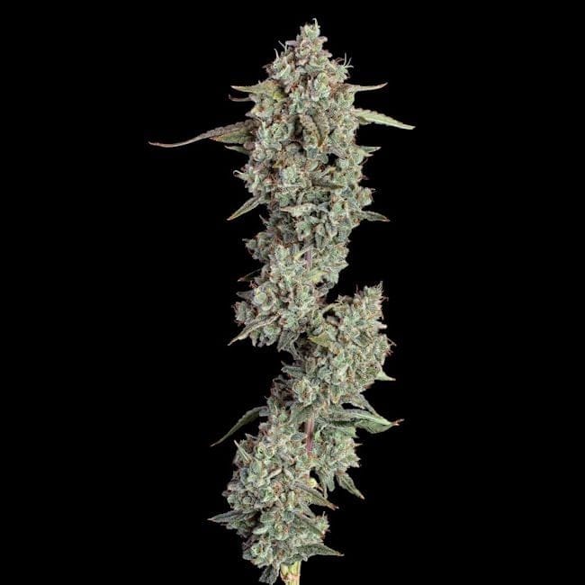 Everglades OG Auto Feminised Seeds-HAVG-EVOG-AUTO-FEM