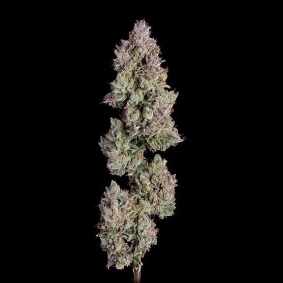 Oh My Thai Auto Feminised Seeds-HAVG-OHMT-AUTO-FEM