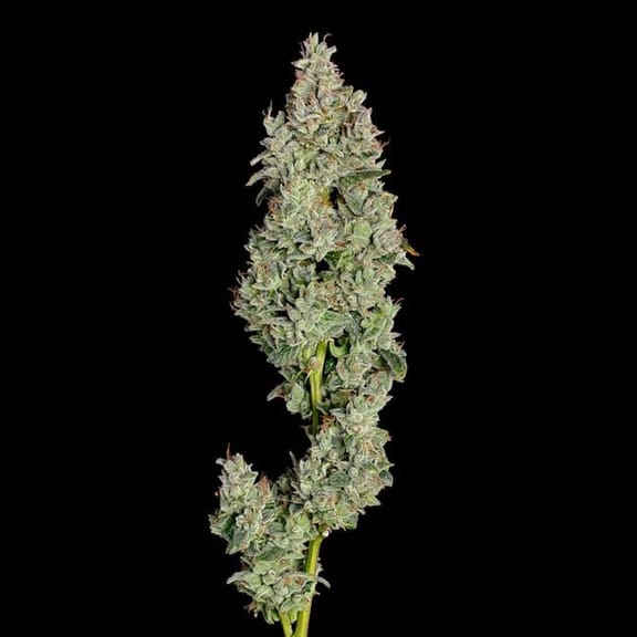 Pineapple Daddy Auto Feminised Seeds-HAVG-PIDAD-AUTO-FEM