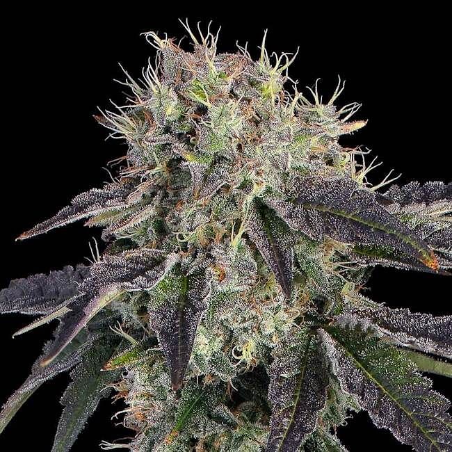 Baller's Game Feminised Seeds | Buy from Seedsman | Seedsman