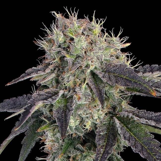 Baller's Game Feminised Seeds-HAVG-BAGA-FEM