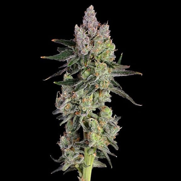 Equilibrium Feminized Seeds-HAVG-EQUI-FEM