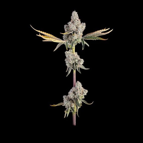 Overtime Feminised Seeds-HAVG-OVER-FEM