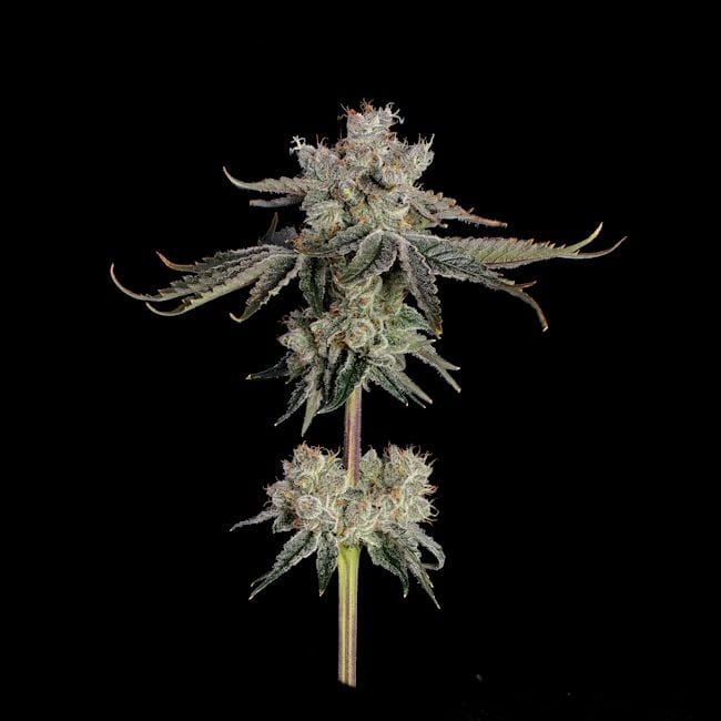 Sweet 16 Feminized Seeds-HAVG-SW16-FEM