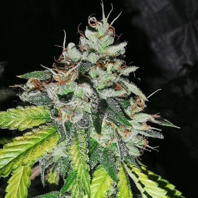 Britcoin Feminised Seeds-PF-BRIT-FEM