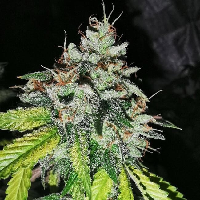 Britcoin Feminised Seeds-PF-BRIT-FEM