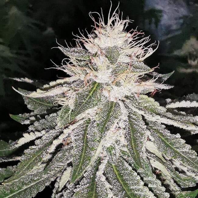 MAC 11 Feminised Seeds-PF-MAC11-FEM