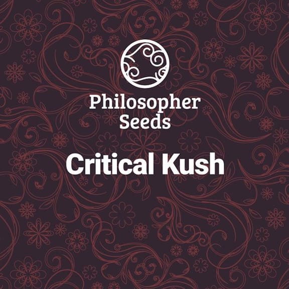 Critical Kush Feminised Seeds-PHIL-CRKU-FEM