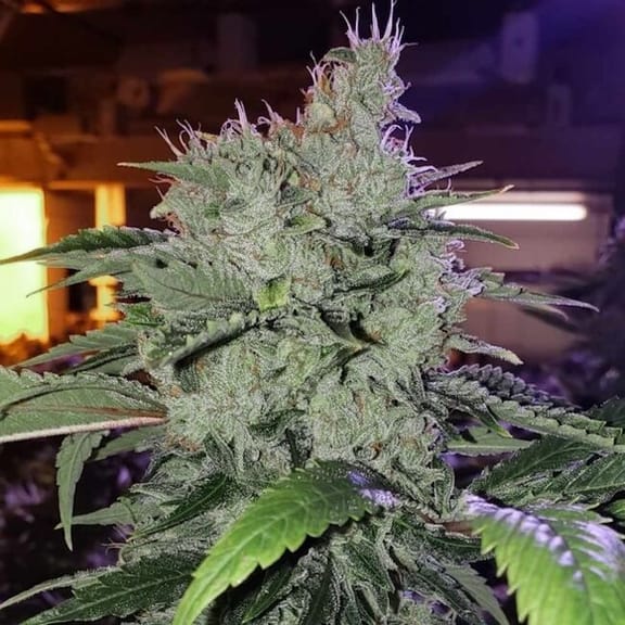 Chem Funk R1 Feminised Seeds-ETHO-CHFR1-FEM