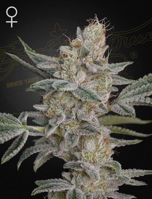 Super Lemon Haze x RS11 Feminised Seeds-GH-SLHRS11-FEM