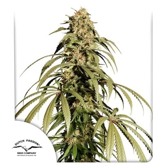 Ice Cream Haze Regular Seeds-DP-ICH-REG