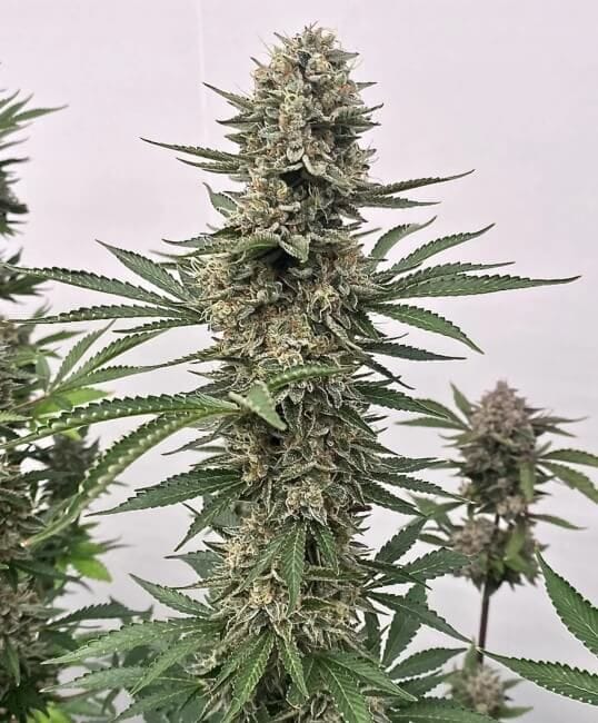 Tahoe Cookies Auto Feminised Seeds - 5-ATL-TC-AUTO-FEM-5