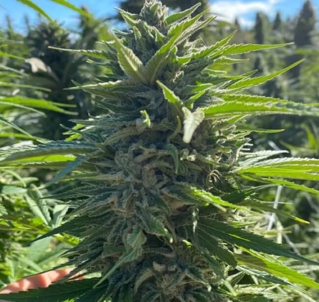 Wedding Cake Auto Feminized Seeds - 5-ATL-WC-AUTO-FEM-5