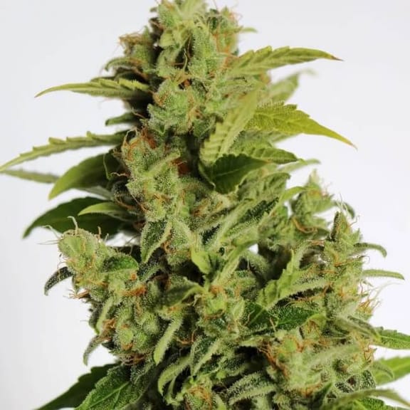 Cherry Bear Kush Auto Feminised Seeds - 5-ATL-CBK-AUTO-FEM-5