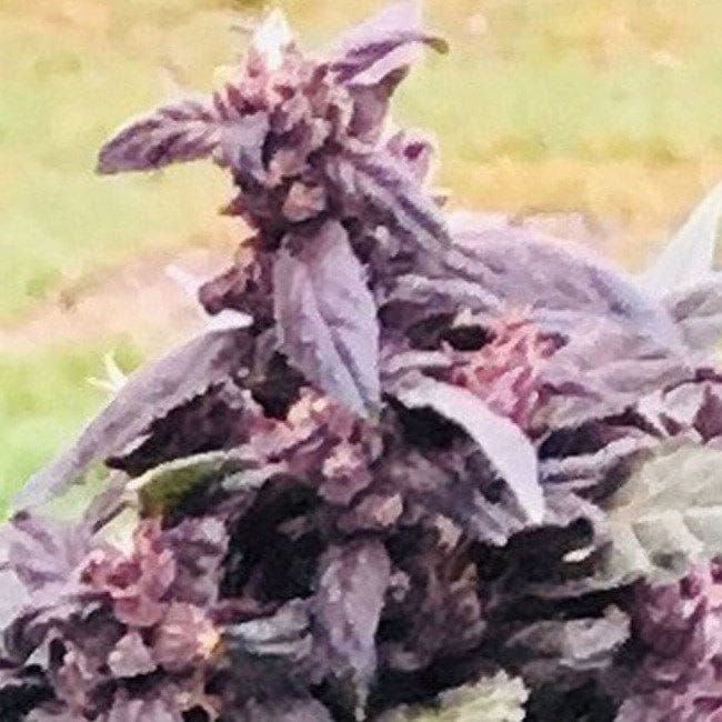 Purple Star CBD Auto Feminised Seeds-ATL-PS-CBD-AUTO-FEM